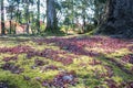 View of moss on root big tree Royalty Free Stock Photo