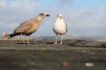 A view of a Mother and Juvenile Herring Gull