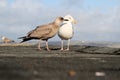 A view of a Mother and Juvenile Herring Gull