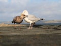 A view of a Mother and Juvenile Herring Gull