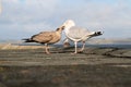 A view of a Mother and Juvenile Herring Gull