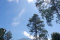 A view of Mount Cikuray and pine trees with blue sky