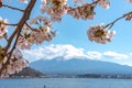 View of Mount Fuji and full bloom pink cherry trees flowers at Lake Kawaguchi with clear blue sky natural background Royalty Free Stock Photo