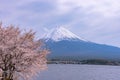 View of Mount Fuji and full bloom pink cherry trees flowers at Lake Kawaguchi with clear blue sky natural background Royalty Free Stock Photo