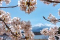 View of Mount Fuji and full bloom white pink cherry tree flowers at Lake Shoji Royalty Free Stock Photo