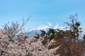 View of Mount Fuji and full bloom white pink cherry tree flowers at Lake Shoji Royalty Free Stock Photo