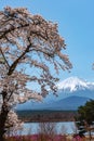 View of Mount Fuji and full bloom white pink cherry tree flowers at Lake Shoji Royalty Free Stock Photo