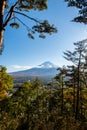 View of Mount Fuji through the trees in the late afternoon from Kawaguchiko Ropeway trails in autumn. Royalty Free Stock Photo