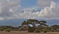 view of mount kilimanjaro showing snow capped uhuru peak from amboseli national park, kenya Royalty Free Stock Photo