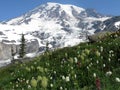 Mount Rainier with Flowers