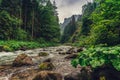 Mountain creek / river flowing between the forest.