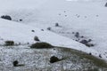 View of mountain field meadows covered by snow, with small plant Royalty Free Stock Photo