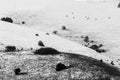 View of mountain field meadows covered by snow, with small plant Royalty Free Stock Photo