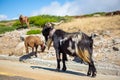 View of a mountain goats on the edge road and grazing in the field with a bell around their neck