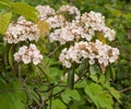 View of Mountain Laurel along the Blue Ridge Parkway Royalty Free Stock Photo