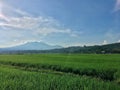 View of mountain from the middle of rice fields.