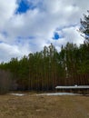 The edge of the magic pine forest Royalty Free Stock Photo