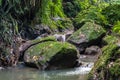 View on a mountain river in Sacred Monkey forest in Ubud Royalty Free Stock Photo