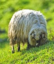 View of a mountain sheep Royalty Free Stock Photo