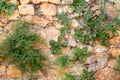 Mountain steep stone wall with growing green herbs from the cracks