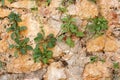 Mountain steep stone wall with growing plants from the cracks