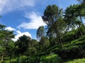 View mountain tea tree puncak cisarua indonesia