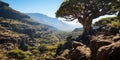 view of a mountain valley from ÃÂanary islands dragon tree Royalty Free Stock Photo