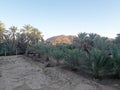 A view of a mountain an a valley of palm tress