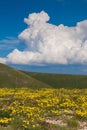 View of Mountain wild flowers, blue sky and clouds at the top of Valsorda mount in Umbria Royalty Free Stock Photo