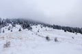 Mountain winter forest and a trail path 