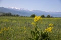 View of the mountains of the central Tien Shan in Kyrgyzstan with blooming yellow flowers Royalty Free Stock Photo