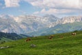 View of mountains and grazing cows in Sella pass, Dolomites Alps, Italy, Europe Royalty Free Stock Photo