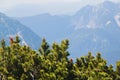 View on mountains and small pines from Krippenstein Plateau in Austrian Alps Royalty Free Stock Photo