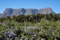 View of the mountains from Tokara Wine Estate, Cape Town, South Africa, taken on a clear day. Royalty Free Stock Photo