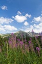 View on mountains and violet flowers fireweed on blue sky background