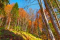 View of the mountainside with a dense autumn forest