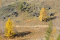 View from mountaintop on path between two larch