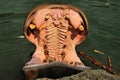 A view of the mouth of a Hippo