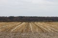 View on a mowed field with a forest at the horizon in rhede emsland germany Royalty Free Stock Photo