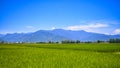 Brown Avenue is a road running through golden rice fields with a beautiful picturesque settings Royalty Free Stock Photo