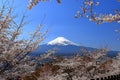 View of Mt. Fuji with cherry blossom (sakura ) in spring from Arakurayama Sengen Park Royalty Free Stock Photo