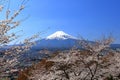 View of Mt. Fuji with cherry blossom (sakura ) in spring from Arakurayama Sengen Park Royalty Free Stock Photo