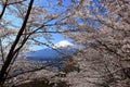 View of Mt. Fuji with cherry blossom (sakura ) in spring from Arakurayama Sengen Park Royalty Free Stock Photo