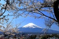 View of Mt. Fuji with cherry blossom (sakura ) in spring from Arakurayama Sengen Park Royalty Free Stock Photo