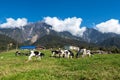 View of Mt Kinabalu with herds of cattle grazing grass on the foreground Royalty Free Stock Photo