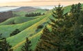 Rolling green hills and pine trees at sunset. Royalty Free Stock Photo