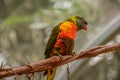 Colorful Lorikeet Bird Posing for the Camera Royalty Free Stock Photo