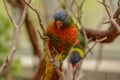 Colorful Lorikeet Bird Posing for the Camera Royalty Free Stock Photo