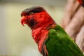 Colorful Lorikeet Bird Posing for the Camera Royalty Free Stock Photo