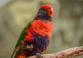 Colorful Lorikeet Bird Posing for the Camera Royalty Free Stock Photo